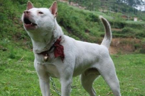 下司犬怎么养