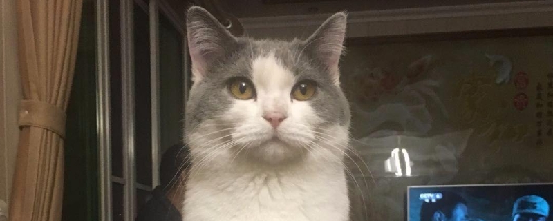 猫咪舔到粘鼠板的胶会死吗