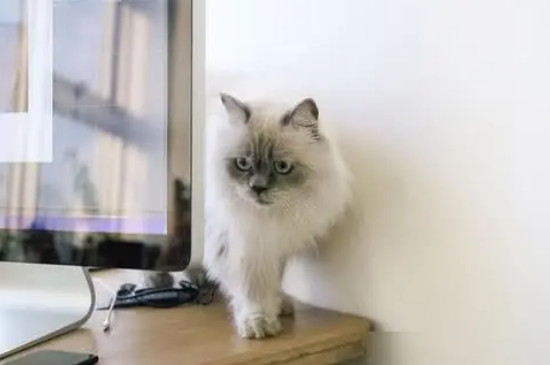 怎样判断猫咪的年龄
