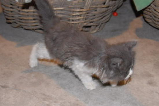 野猫生了小猫多久就不管了