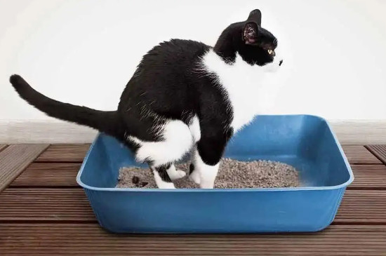 猫两天拉一次屎正常吗