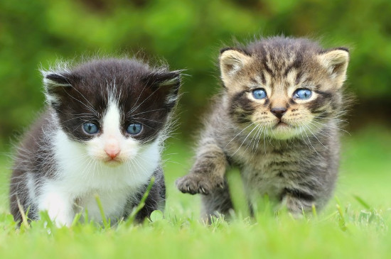 养猫可以养茉莉花吗