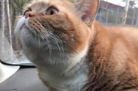 猫坐车一直张嘴喘气没事吧