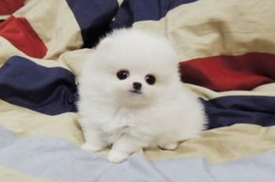 茶杯犬能吃棒棒糖吗