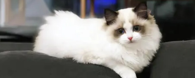 布偶猫独自在家会孤独吗