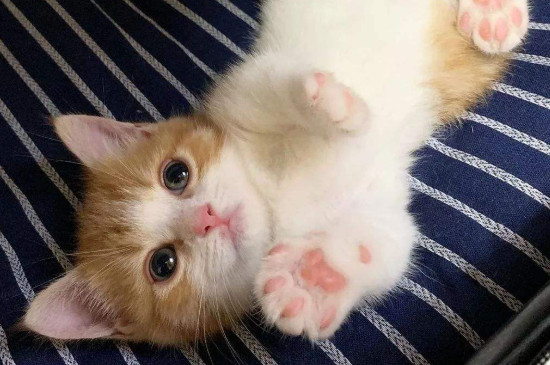 猫为什么能缩成一团