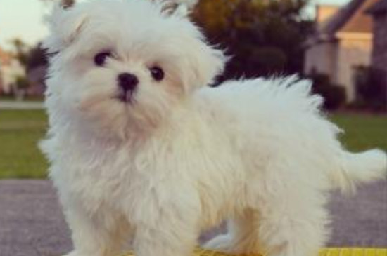 马尔济斯犬怎么挑