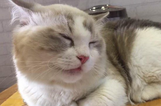 猫吃猪肉吗