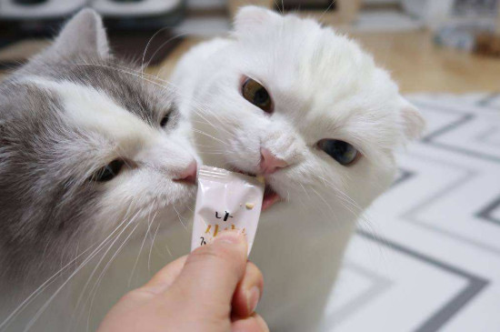养流浪猫需要准备什么