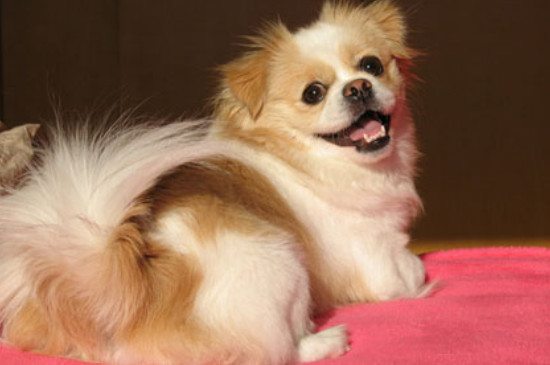 蝴蝶犬为什么喜欢咬主人
