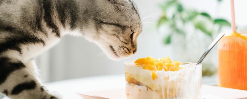 猫咪爱吃什么