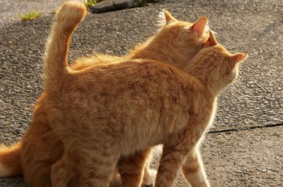 猫咪脚趾缝里烂了是什么原因