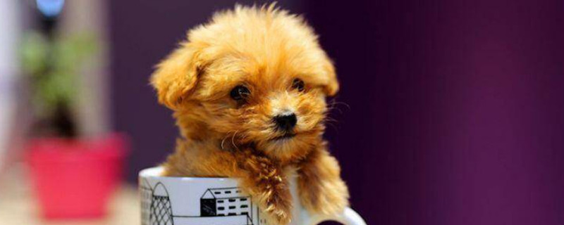 茶杯犬怎么养