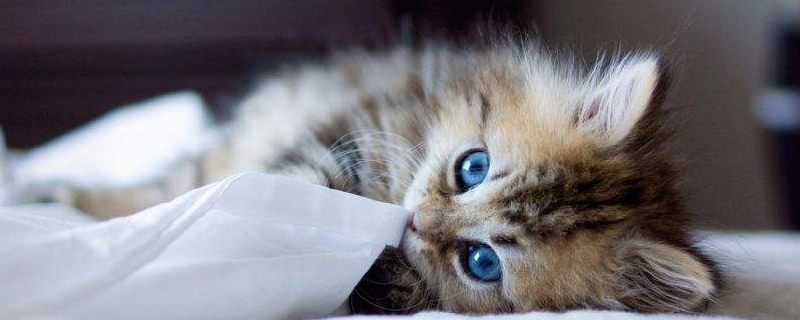 猫咪黑下巴结痂应该弄掉吗