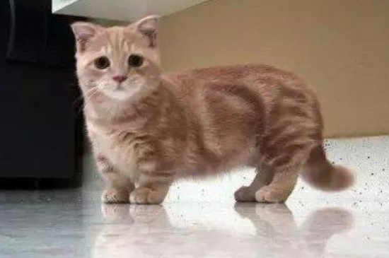 冬天没有暖气怎么养猫