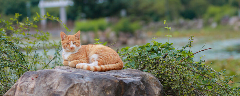 猫咪一抽一抽的为什么