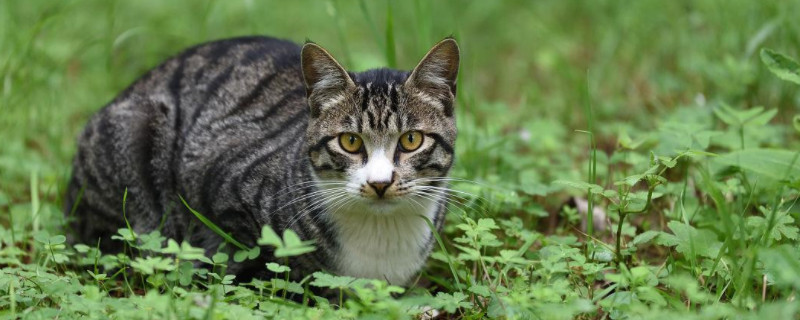 野猫冬天怎么过冬