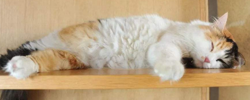 猫可不可以吃糖炒栗子