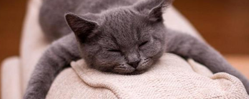 为什么猫猫会发出呼呼声音
