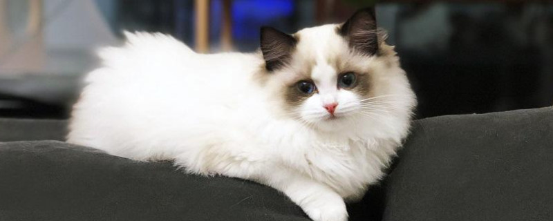 布偶猫能吃生肉吗