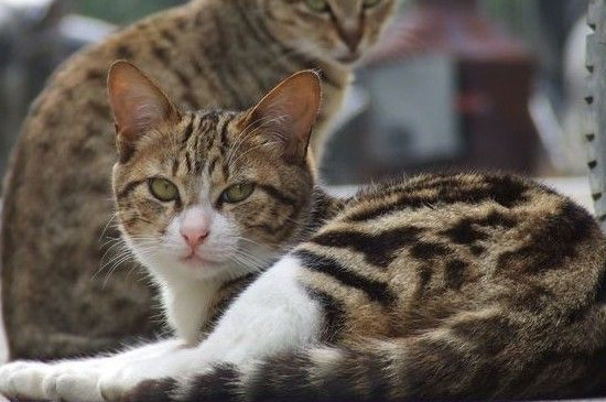 猫瞳孔缩小是生气吗