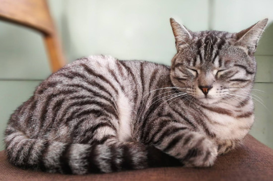 猫守门口代表什么意思