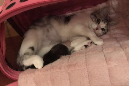 猫腹水症状