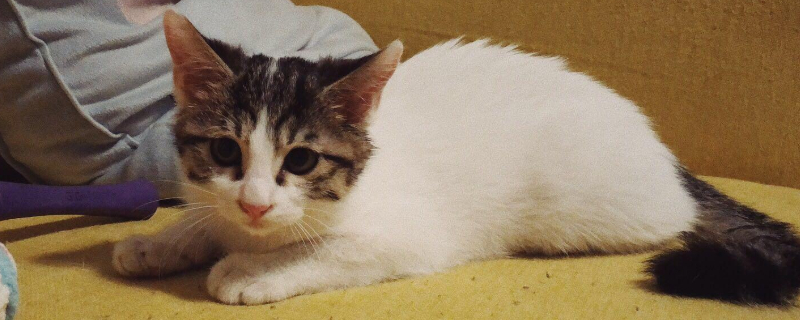 小猫打喷嚏流鼻涕发黄