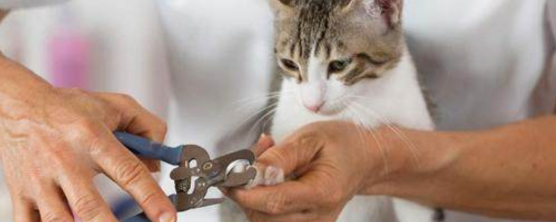 猫剪指甲会痛吗