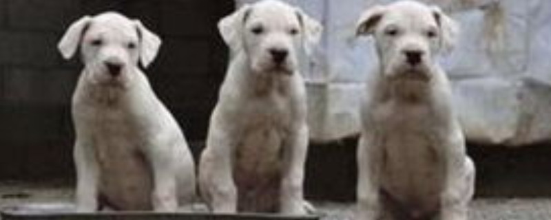 杜高犬怎么样适合家养吗
