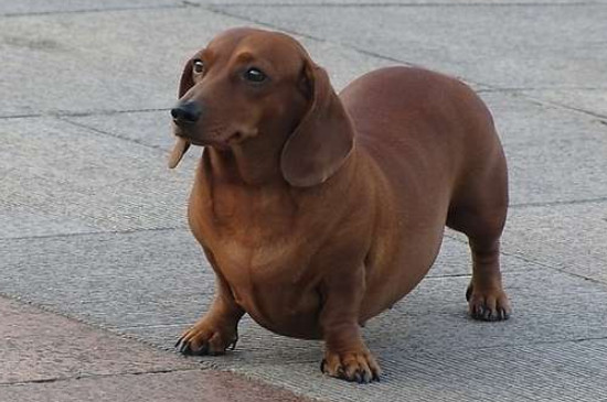 腊肠犬能吃玉米吗