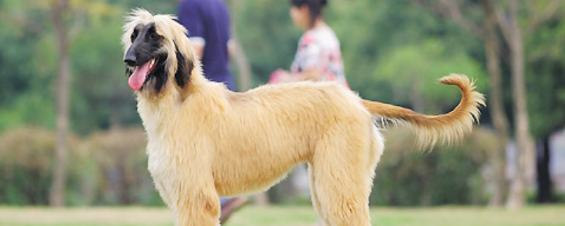 阿富汗猎犬怎么修毛