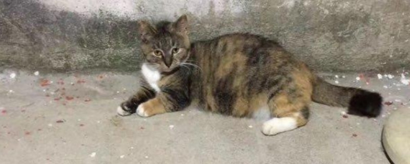 冬天没有暖气怎么养猫