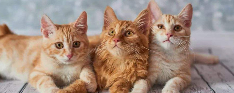 老猫不接受新猫的表现