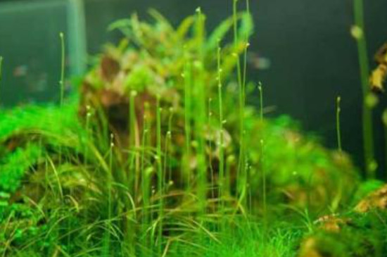鱼缸水草长绿毛怎么办
