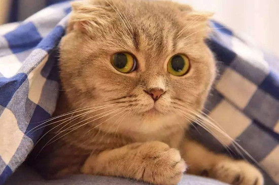 猫换了新环境多久能适应