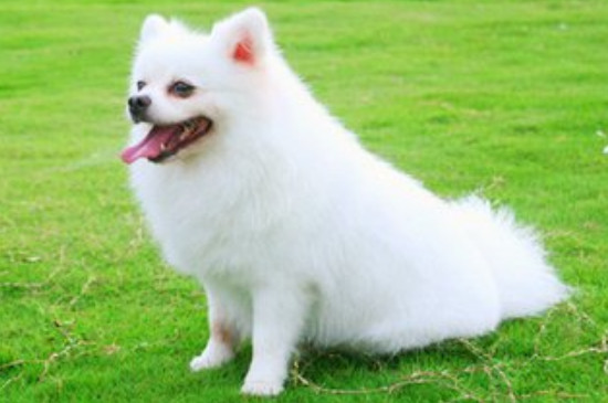 博美犬能吃什么水果