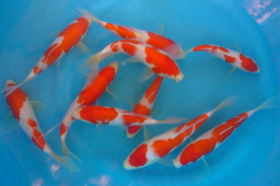 锦鲤趴缸底会自愈吗