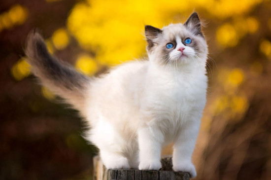 猫咪会晕车吗