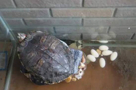 乌龟一次下几个蛋