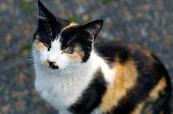 玳瑁猫是不是就是土猫