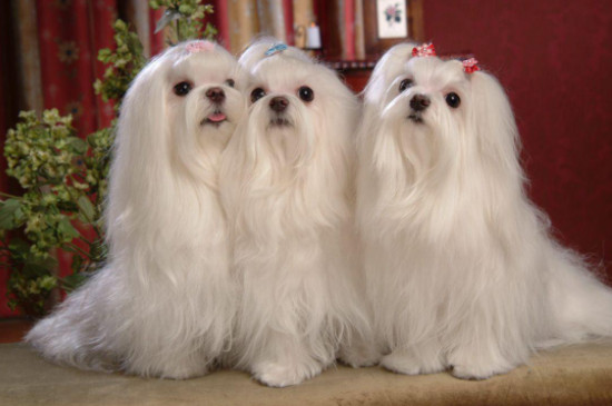 马尔济斯犬为什么有泪痕