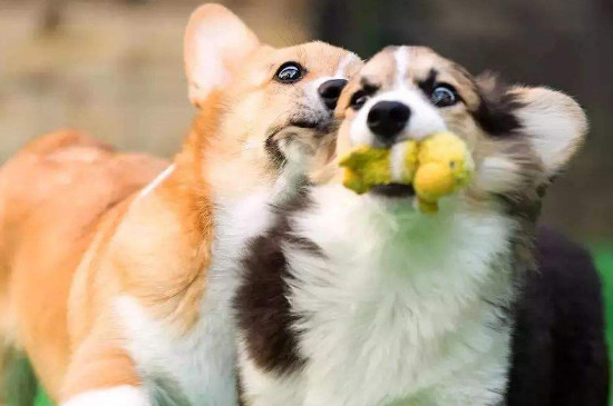 怀孕的狗狗可以吃红薯吗