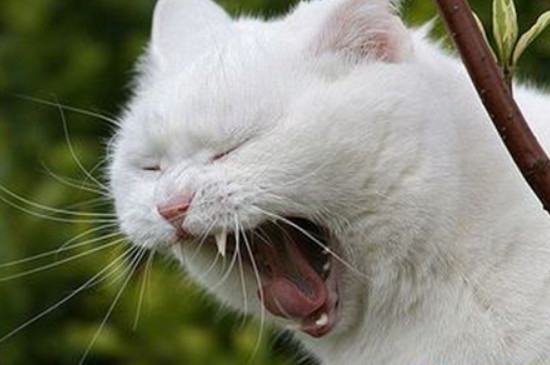 猫老是打喷嚏是怎么回事