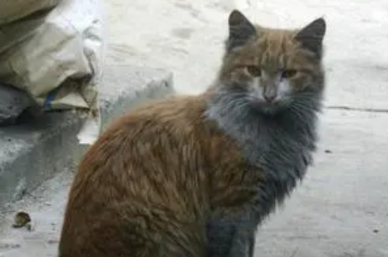 野猫生了小猫多久就不管了