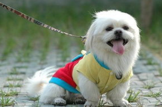 拉萨犬为什么没人养
