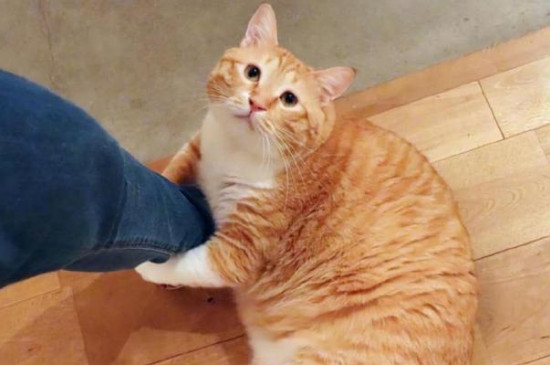 猫咪趴着摇尾巴是什么意思