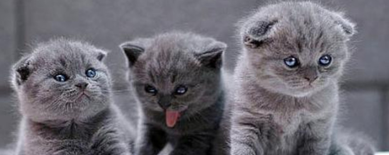 英国短毛猫怎么看是不是纯种