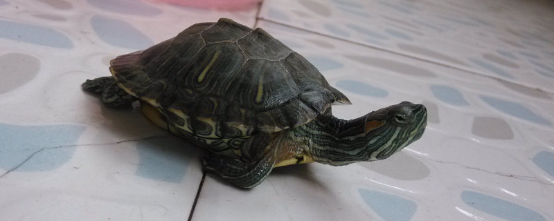 乌龟死后头是伸着还是缩着
