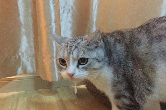 小猫几个月开始驱虫